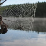 Dew on spider web