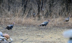 Wild Turkeys in my backyard